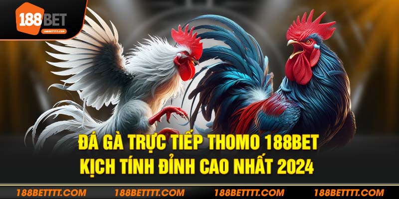 Giải trí với những trận đá gà trực tiếp thomo 188BET đỉnh cao siêu gây cấn